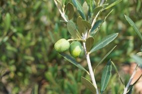 closeup view of green olives on a branch on the Mediterranean coast