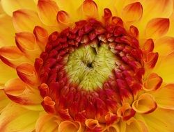 bright autumn dahlia close up