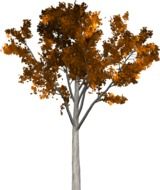 graphic image of autumn tree