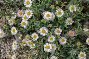 white daisies are wildflowers