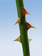 Spurs of the rose