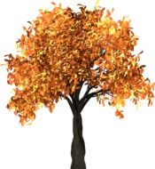 isolated tree in autumn