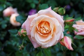 Beautiful rose on the rose bush