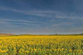 panorama of the sunflowers field on a sunny day