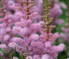 Macro photo of Knotweed plants