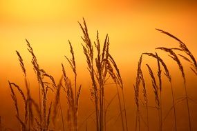 reed against the bright dawn