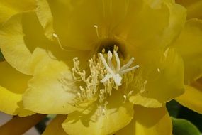 middle of a yellow lily close-up