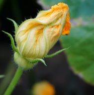 Pumpkin Blossom