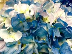 bluish white hydrangea flower cluster