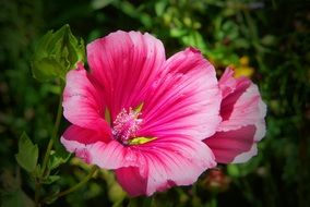 pink mallow on a branch close-up