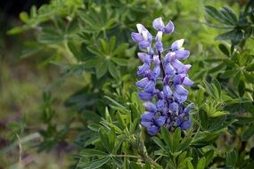 amazing Lupine Plant