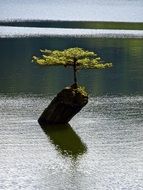 Isolated Bonsai Botany