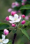 closed rose buds on an apple tree