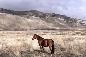 Horse on countryside