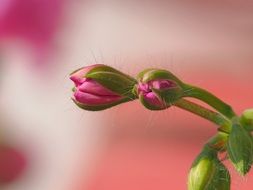pink geranium in a bud close-up