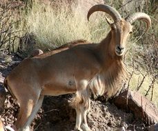 Barbary sheep in wildlife