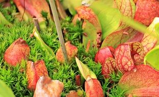Red hose plants