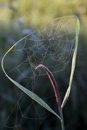 Cobweb filigree on reed scene