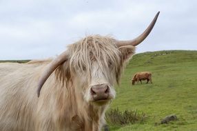 portrait of a highland cow on a pasture in scotland