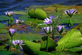 purple water lily on green leaves