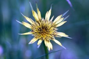 Flower Yellow Alsace
