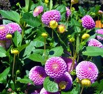 lot of purple dahlia on a bush on a sunny day