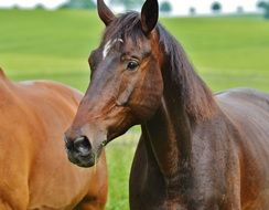 Couple of horses on the meadow