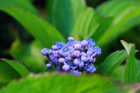 blue inflorescence among green leaves