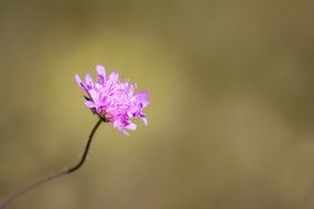 Pointed Flower Pink