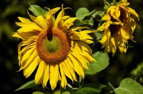 Big sun flowers in a garden close-up on blurred background