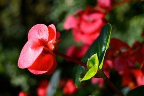 macro photo of red flowers in the forest
