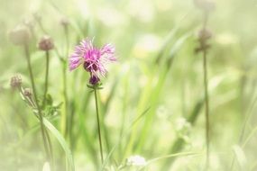 cornflower on a blurred meadow