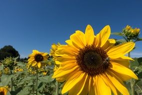 sunflowers under the sun