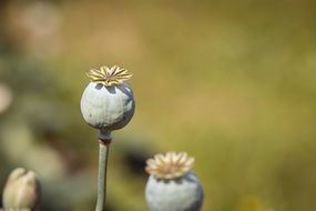 Poppy capsules with seeds