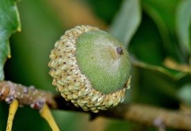 new green Acorn on Oak Tree branch