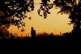 silhouette of a horse in the morning hour