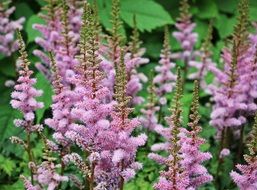 Knotweed is a magnificently flowering plant.