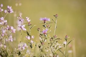 wonderful Silene Dichotoma flower
