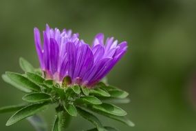 lilac young flower