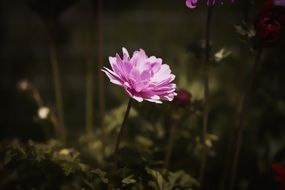 pink anemone in the garden