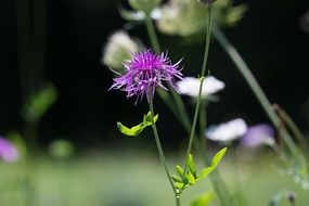 Lawn Flower