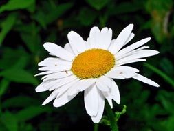 white blossom of daisy