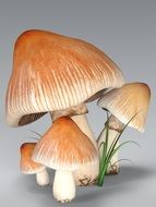 bunch of mushrooms