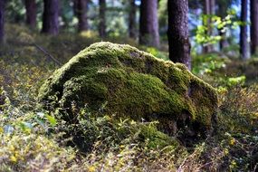 Stone Bemoost Forest