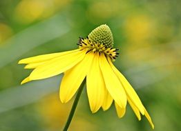 yellow helenium in summer