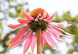 pink coneflower, bottom view