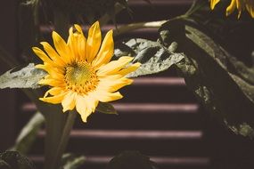 amazing Flower Yellow