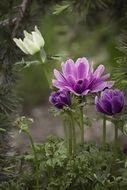 purple and white anemones