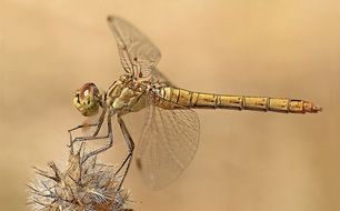 fragile dragonfly