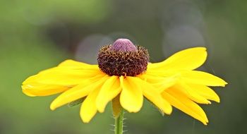 yellow bright flower close up